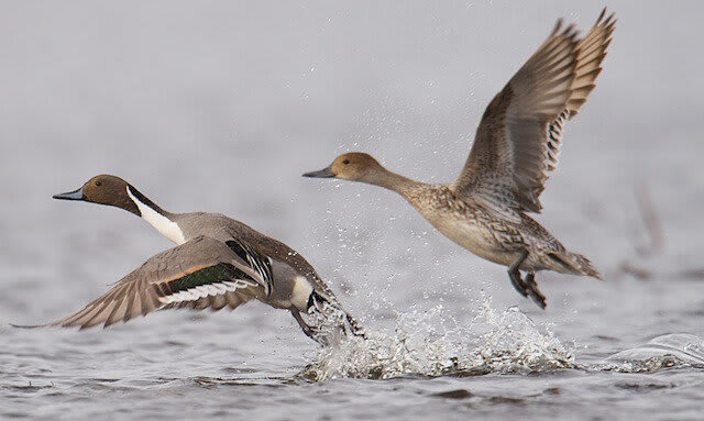 Changes in cropping methods, climate decoy pintail ducks into an ecological trap