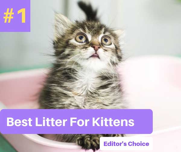 Best Cat Litter For Kittens Training Reviews in 2020