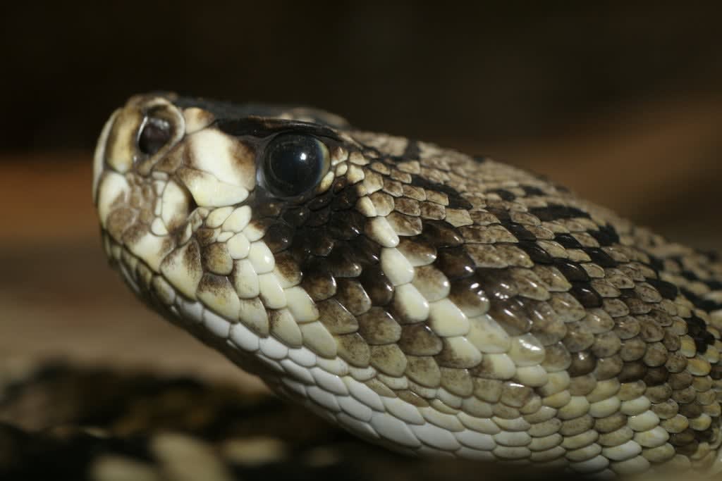 PODCAST: Bitten By a Rattlesnake