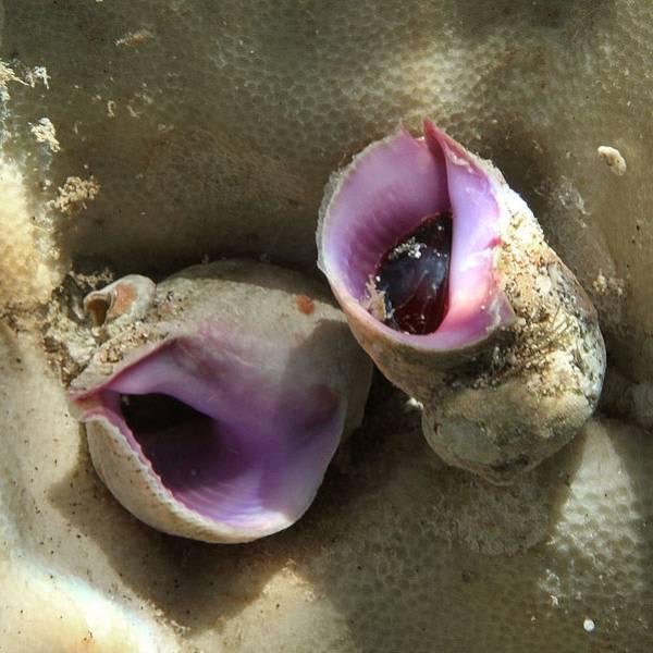 Overfishing fosters growth of coral-eating snails