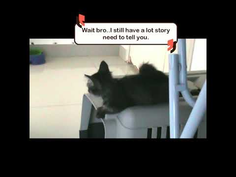 Cats behavior : Before sleep on afternoon