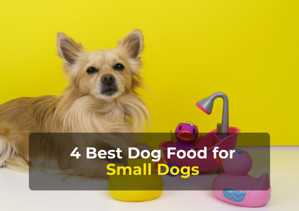 4 Best Dog Food for Small Dogs in 2020