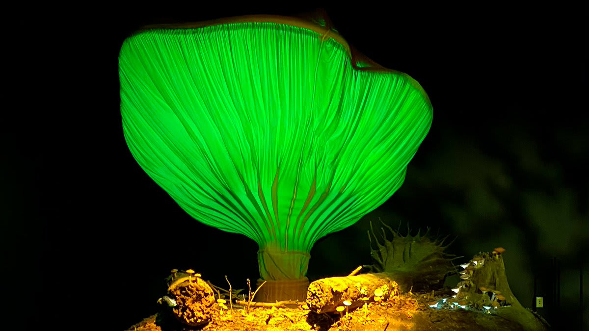 #DYK? There are mushrooms that glow! Pictured is the bioluminescent jack-o’-lantern mushroom from the special exhibition Creatures of Light. The oversize model is ~40x its actual size! In the wild, you might spot it growing on decaying wood in the forests of eastern N. America.🍄