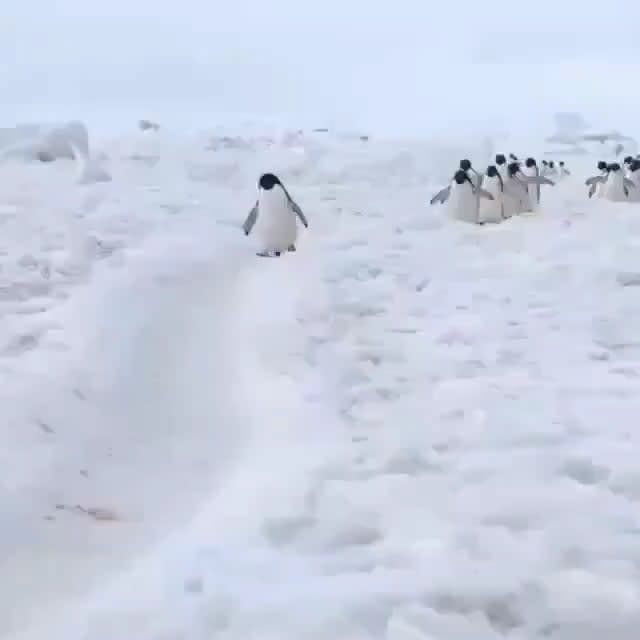 Just a group of penguins walking