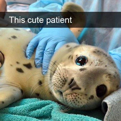 36 Hilarious Animal Snapchats Guaranteed To Make You LOL