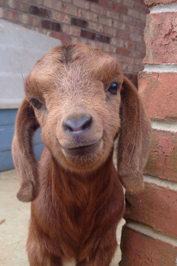 2 Week Old Baby Goat. | Cute baby animals, Baby animals, Cute goats