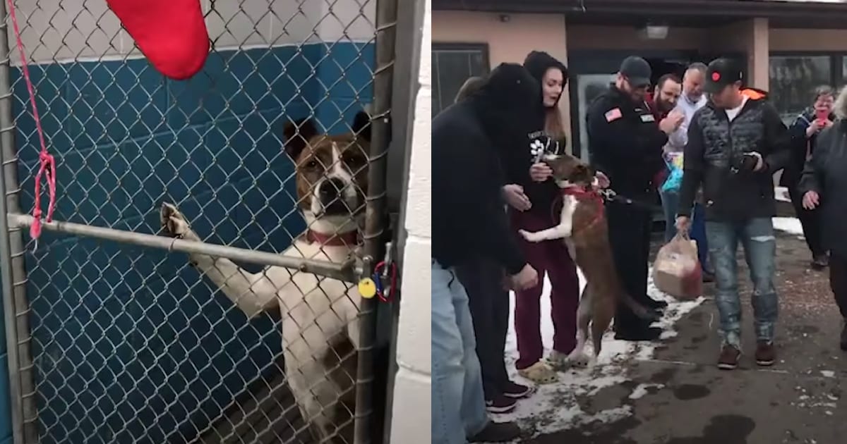 After 500 Days, Bonita Finally Gets To Leave The Shelter »