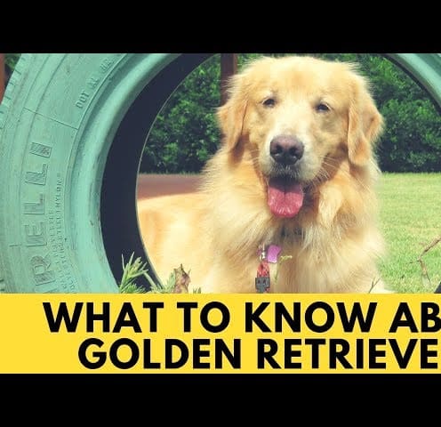 What to know about Golden Retrievers - Character & Temperament