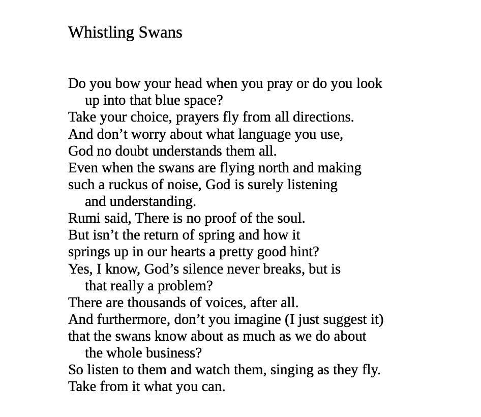 whistling swans by mary oliver