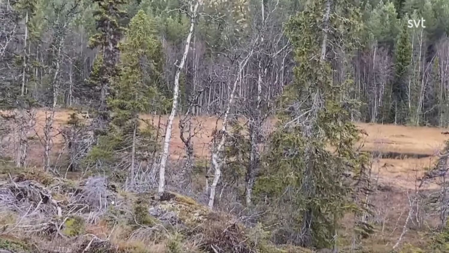 Swedish hunter has close encounter with moose