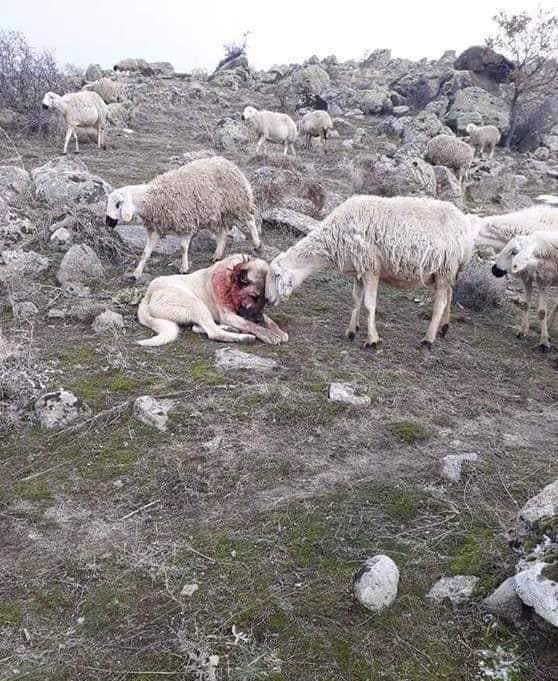 Sheep nurturing the dog who saved them from a wolf attack...❤
