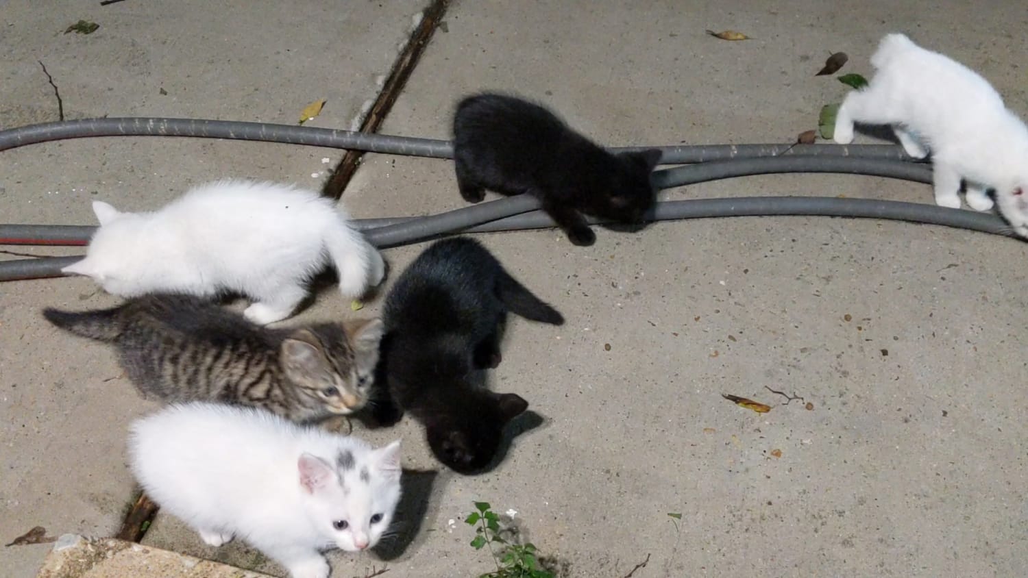 A random group of stray cats came to my house! https://youtu.be/cjtPf7tys_4