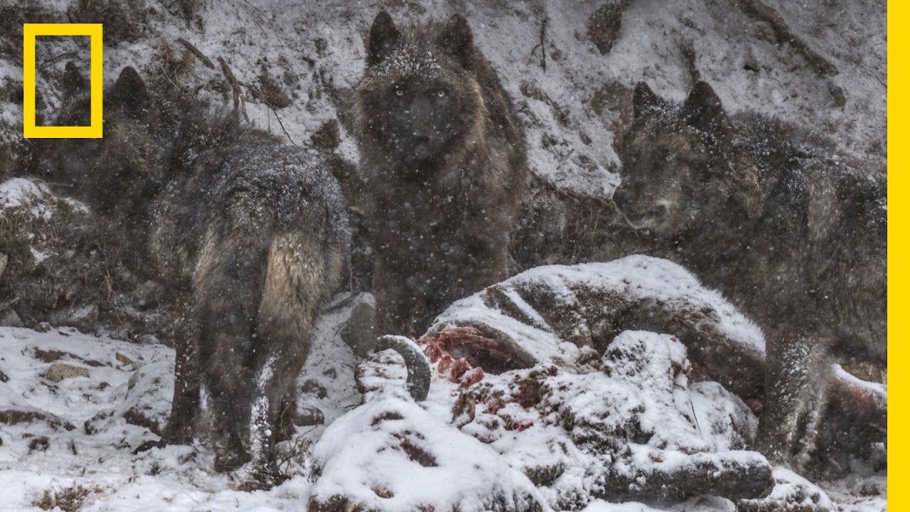 A Man Among Wolves: Photographing Yellowstone’s Iconic Predators ...