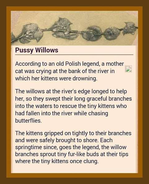 The pussy willow