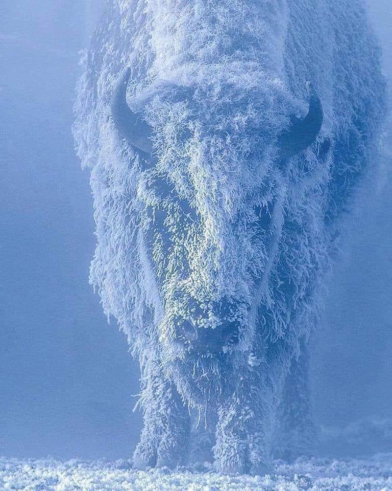 Bison, negative 35 degrees, Yellowstone National Park