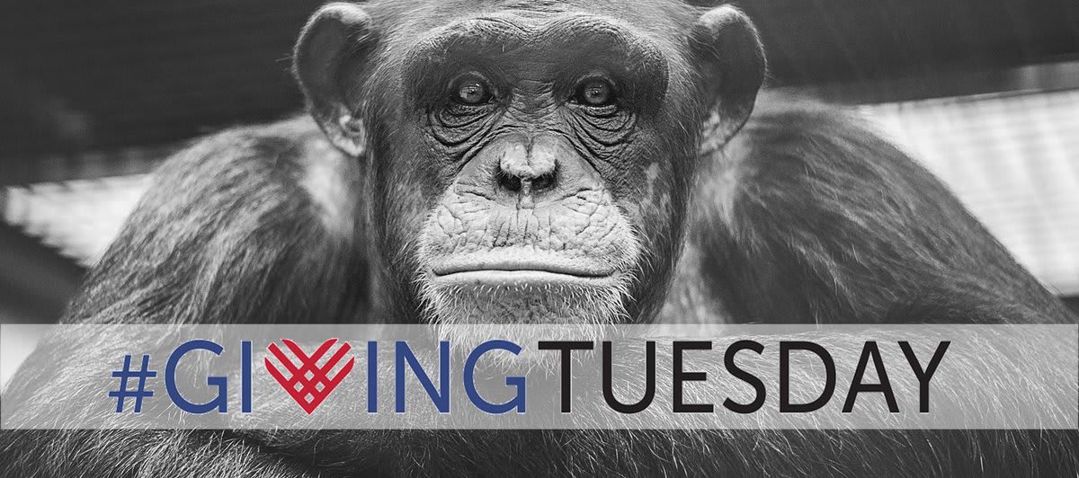 Support @projectchimps on this GivingTuesday. 10 new chimps coming in December with our help! I can't wait for them to unveil all of the names today!