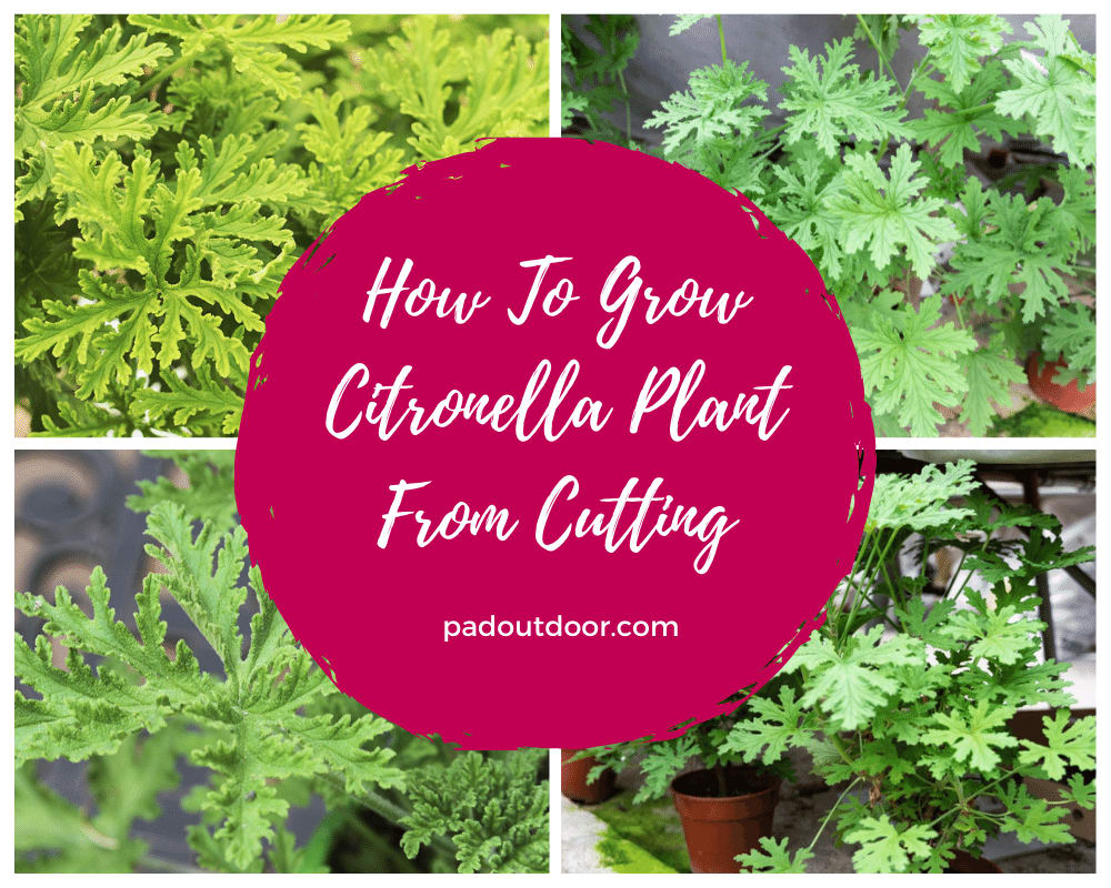 How To Grow Citronella Plant From Cutting (A Quick Guide)