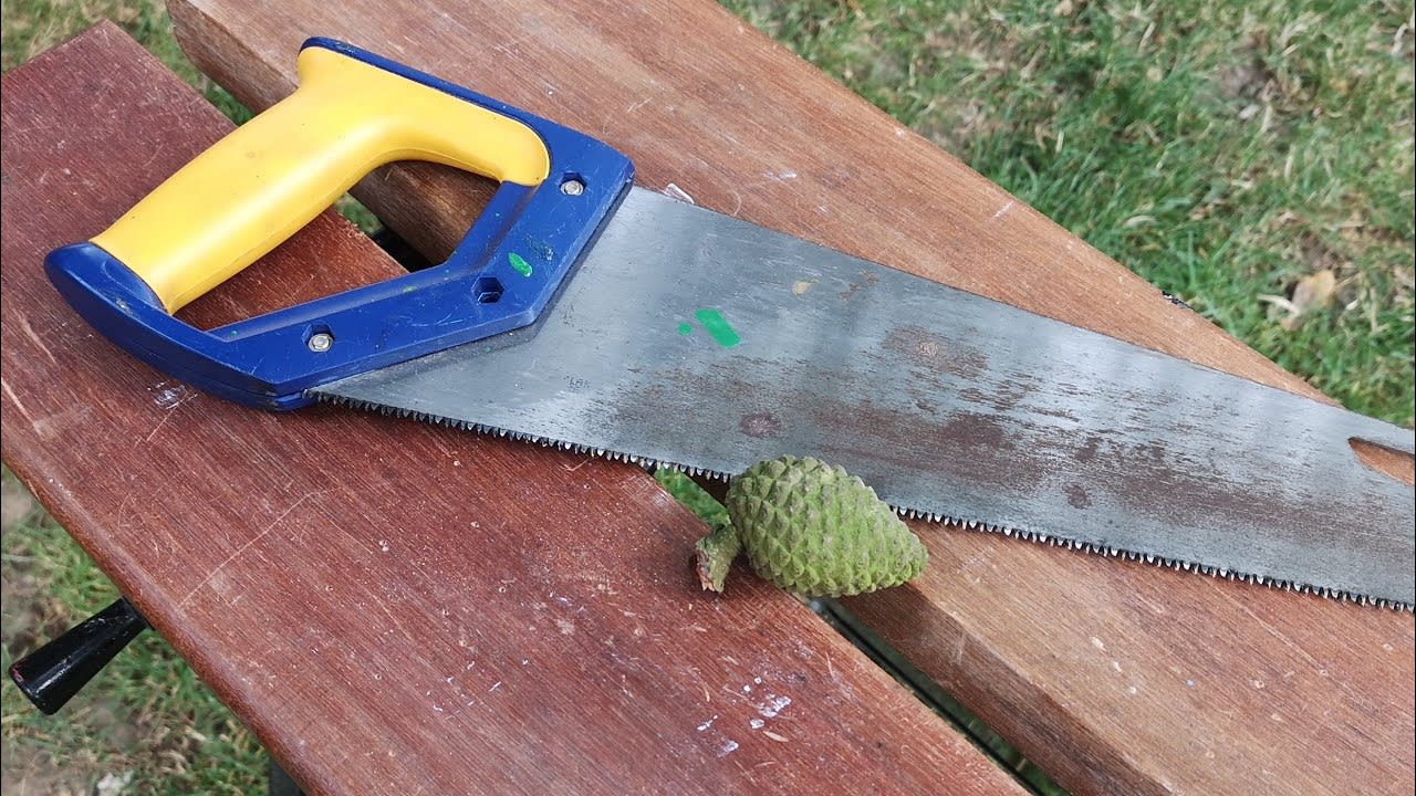 How to cut a pinecone in half
