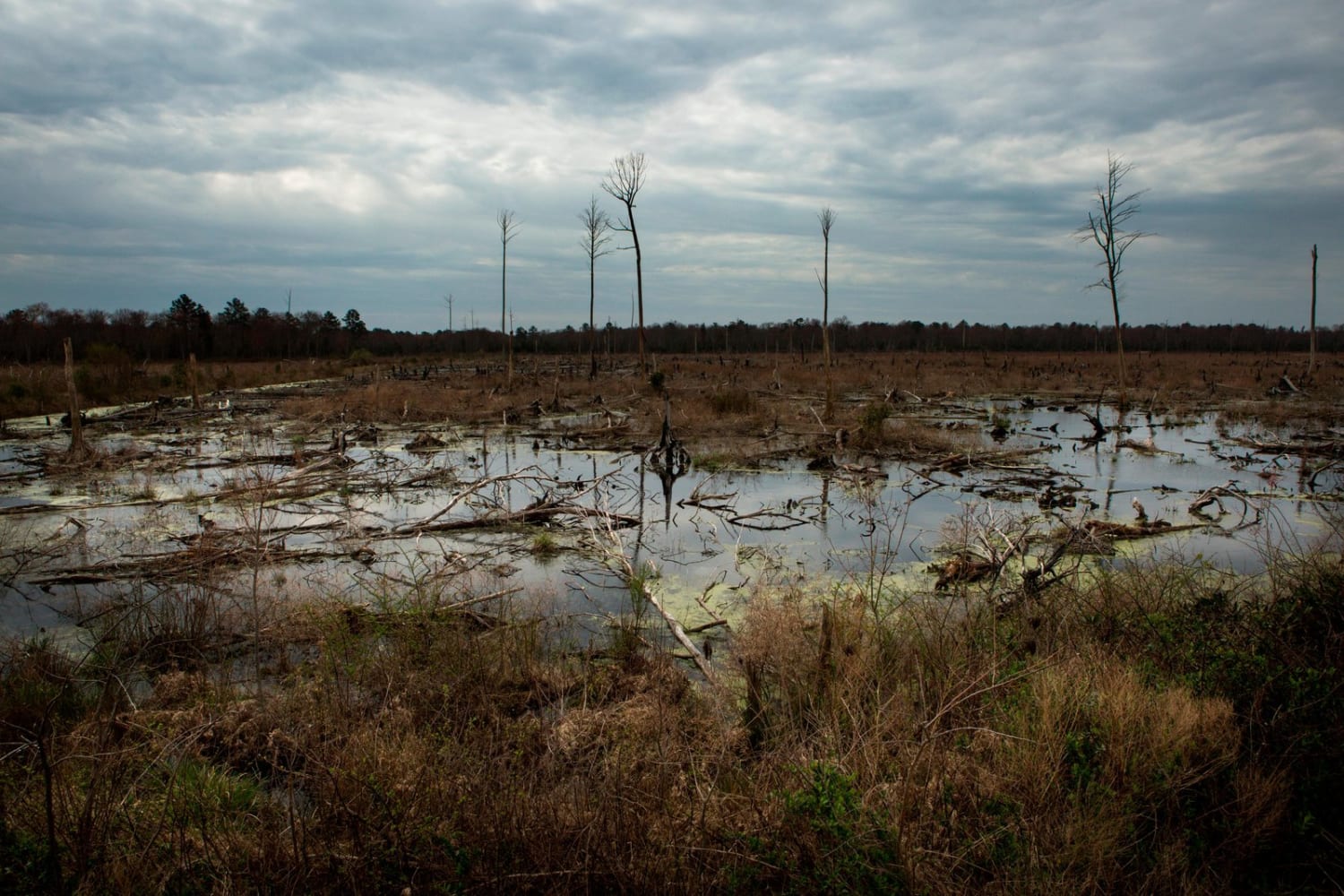 Deep in the Swamps, Archaeologists Are Finding How Fugitive Slaves Kept Their Freedom