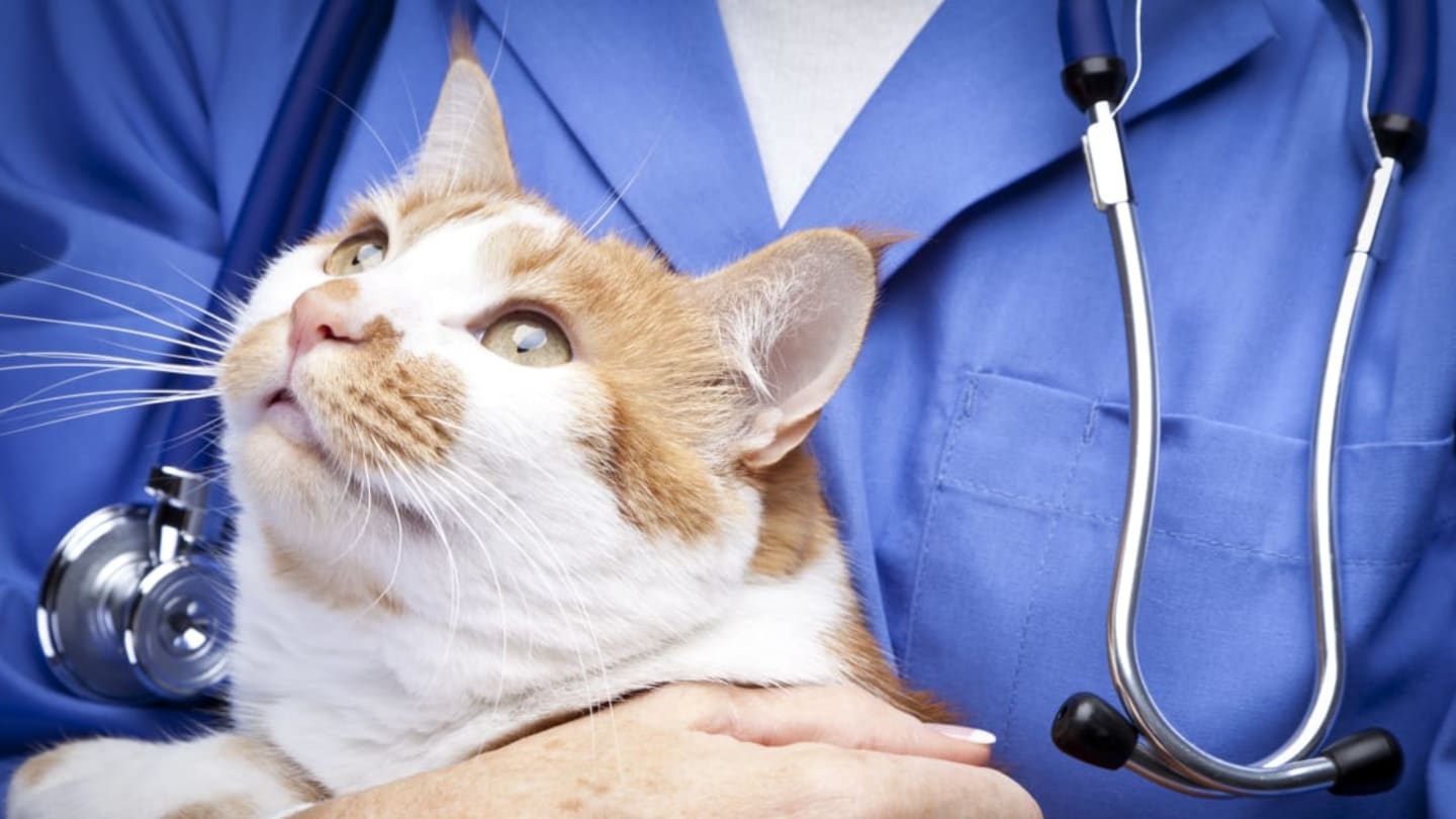 The Right Way to Hold Your Cat, According to a Vet