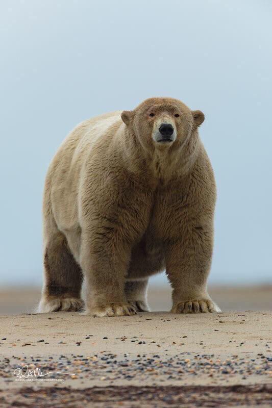 This absolute unit of a polar bear