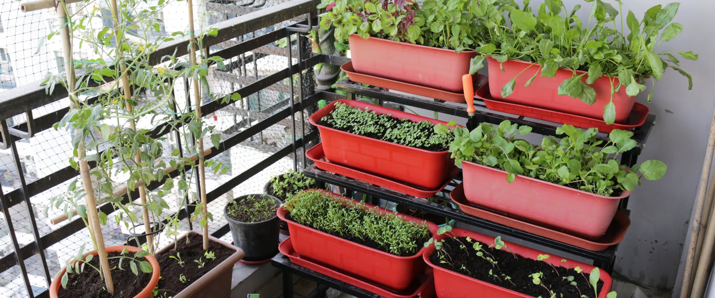 How to Grow Fruits and Vegetable Inside Your Apartment