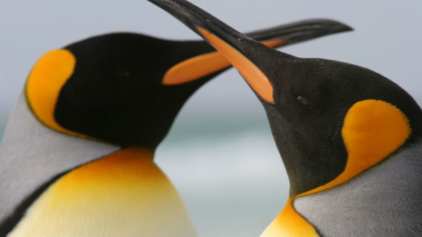 A Same-Sex Penguin Couple Has Adopted an Egg at a Berlin Zoo