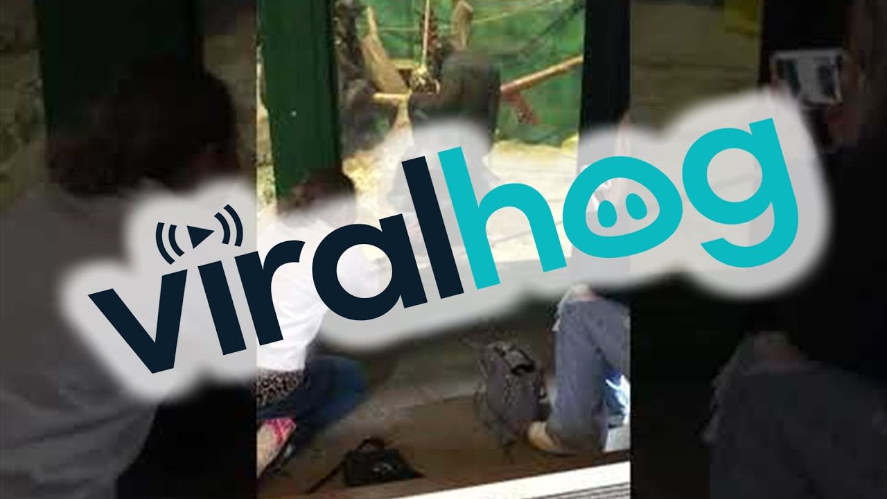 Chimpanzee Asking Girl to Scroll Her Phone || ViralHog