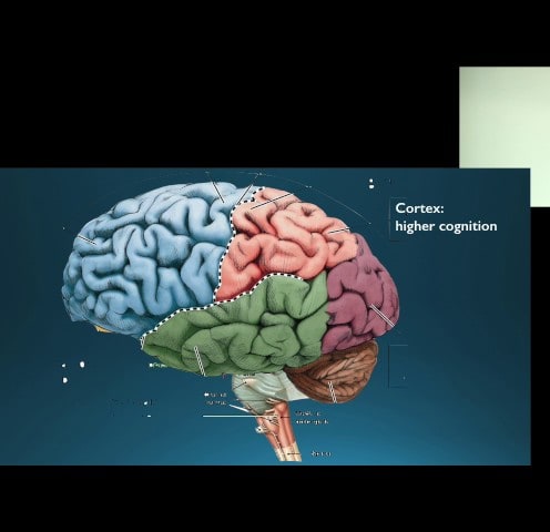 Dr. Octavio Choi presents Brain Basics: An Introduction to Cognitive Neuroscience