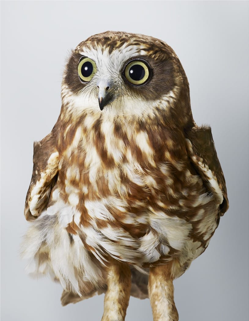 Portraits of Birds Ruffling with Personality by Leila Jeffreys — Colossal