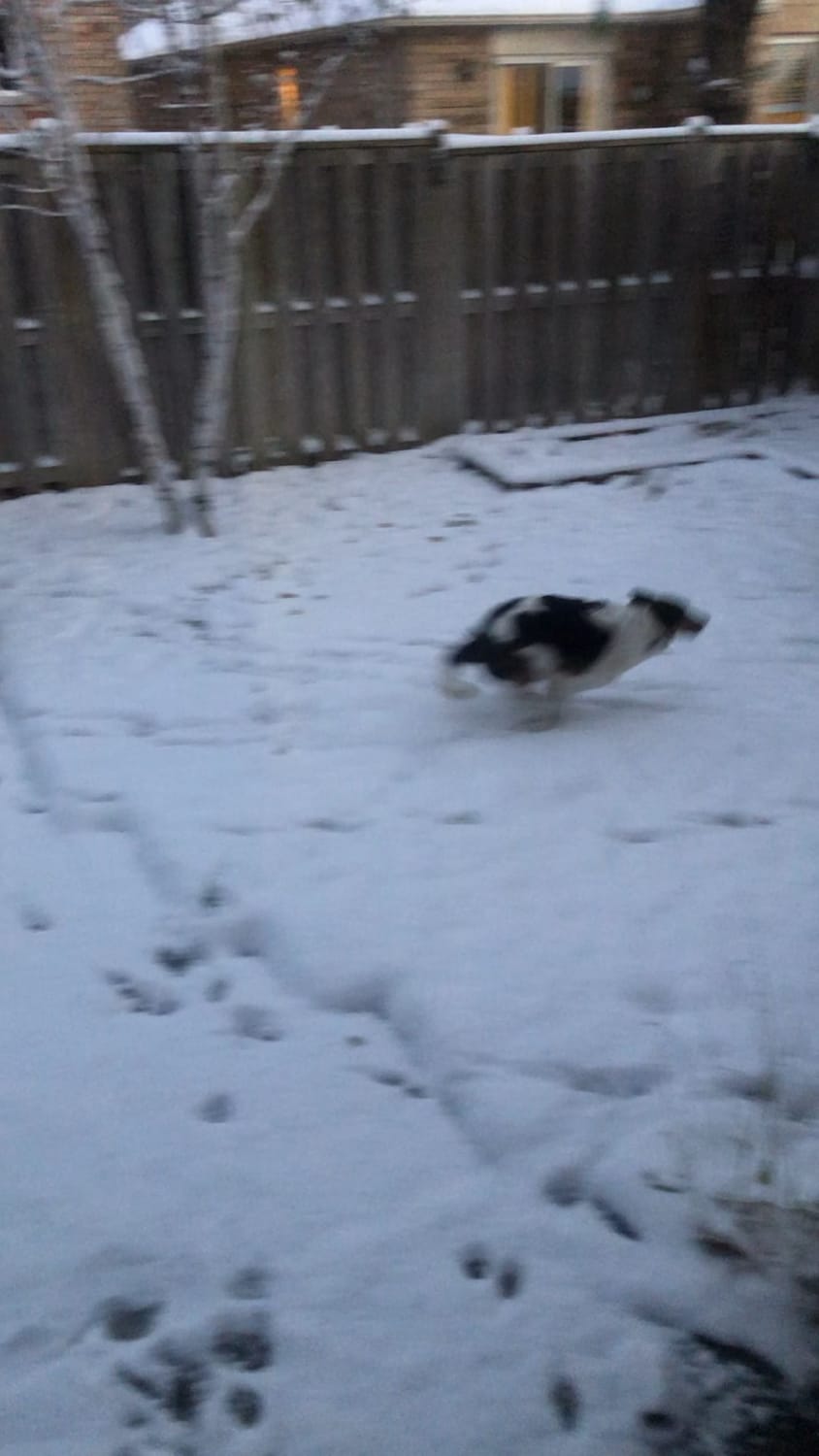 First snow zoomies! Happens every year.