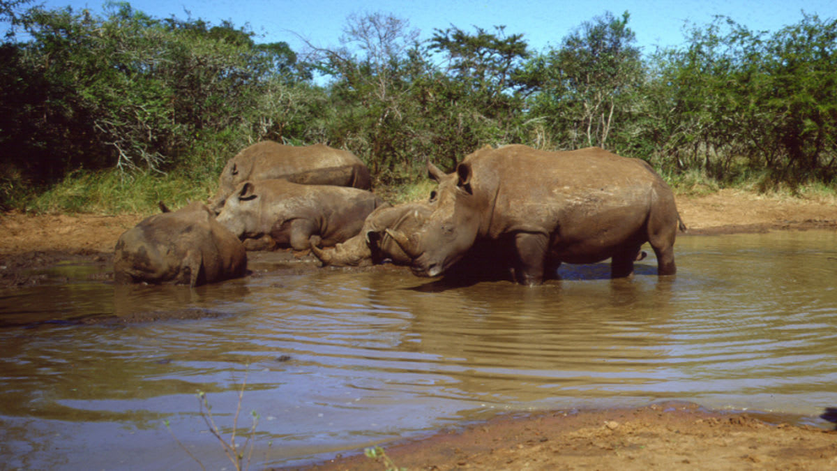 16 Endangered Black Rhinos Successfully Relocated to Eswatini