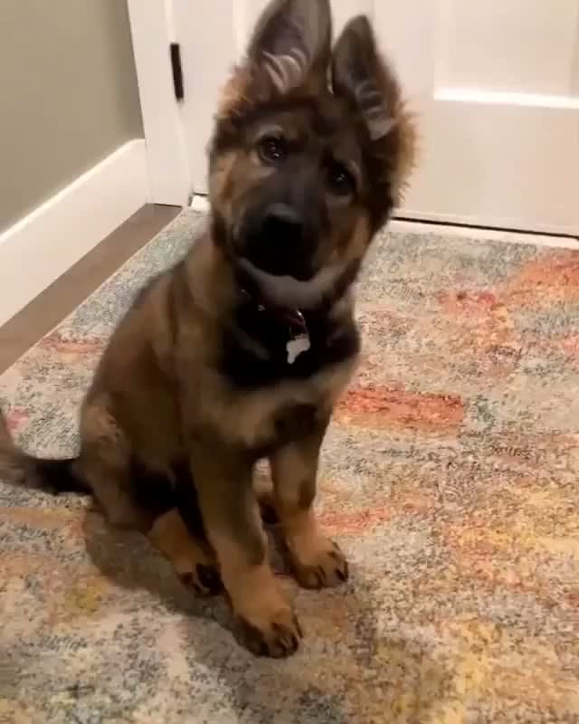 Puppy showing some serious head tilts