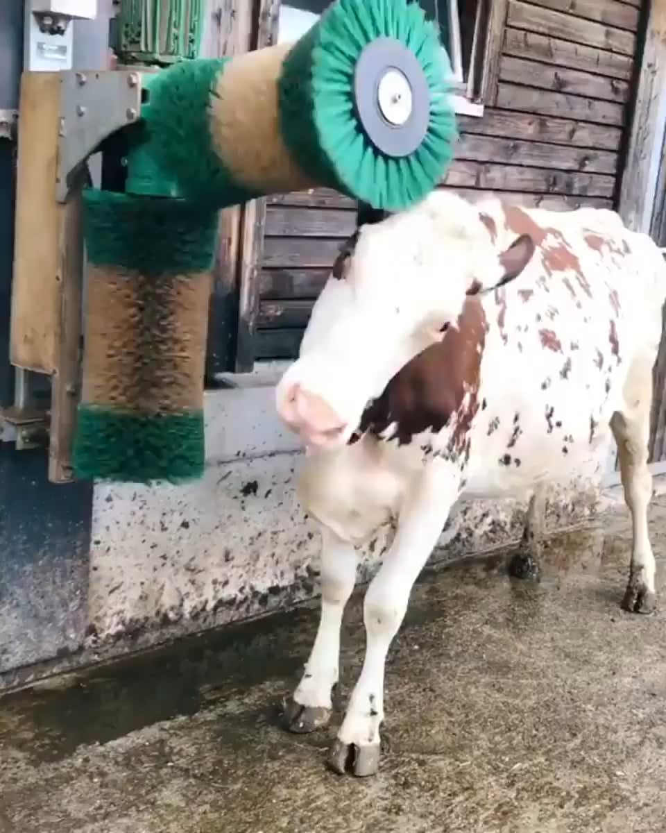 Cow loves the scritch machine
