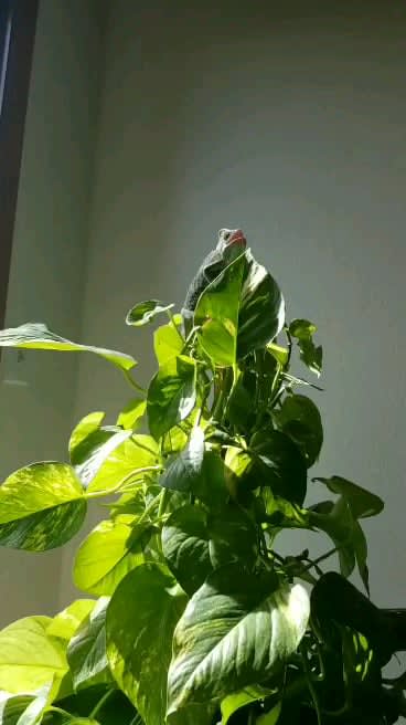 Mittens Cooling Off on Her Favorite Pothos
