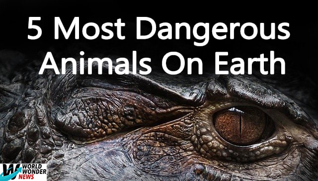 5 Most Dangerous Animals On Earth