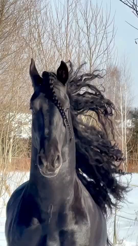 Beautiful Friesian horse