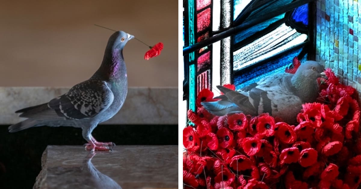 Pigeon Creates the Most Beautiful Nest After Secretly Stockpiling Poppies from War Memorial