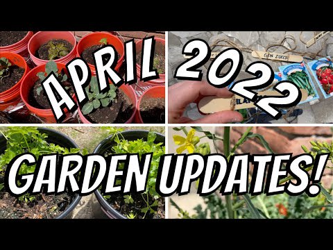 GROWING OUR OWN FOOD | Weekend Bucket Garden Update + Starting Some More Dollar Tree Seeds!