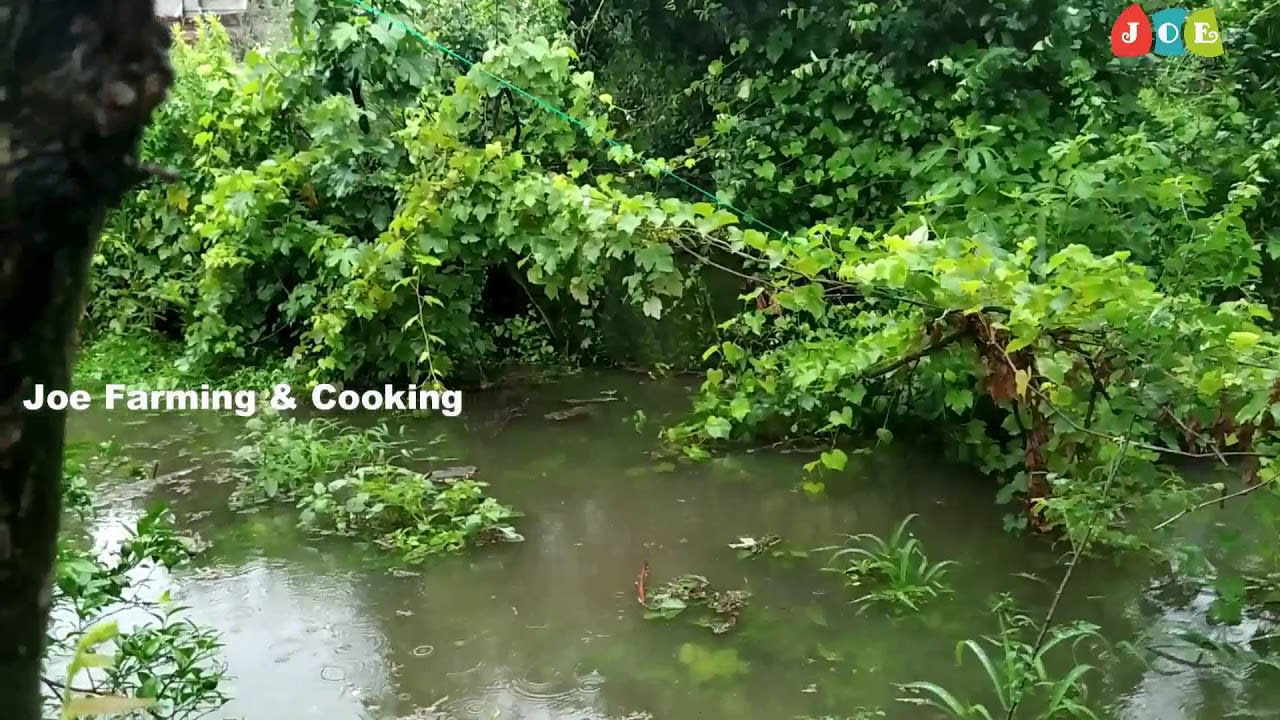 Water Flood in my Backyard II Joe farming & Cooking