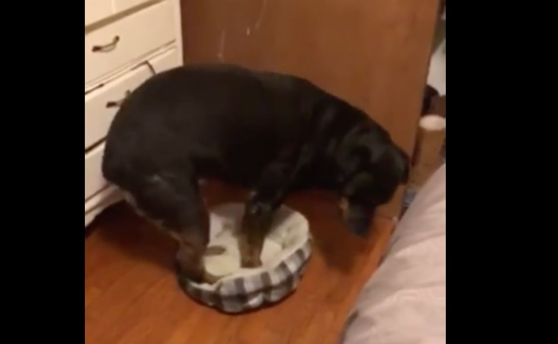 Big Dog Loves Teeny-Tiny Bed That's Way Too Small For Him