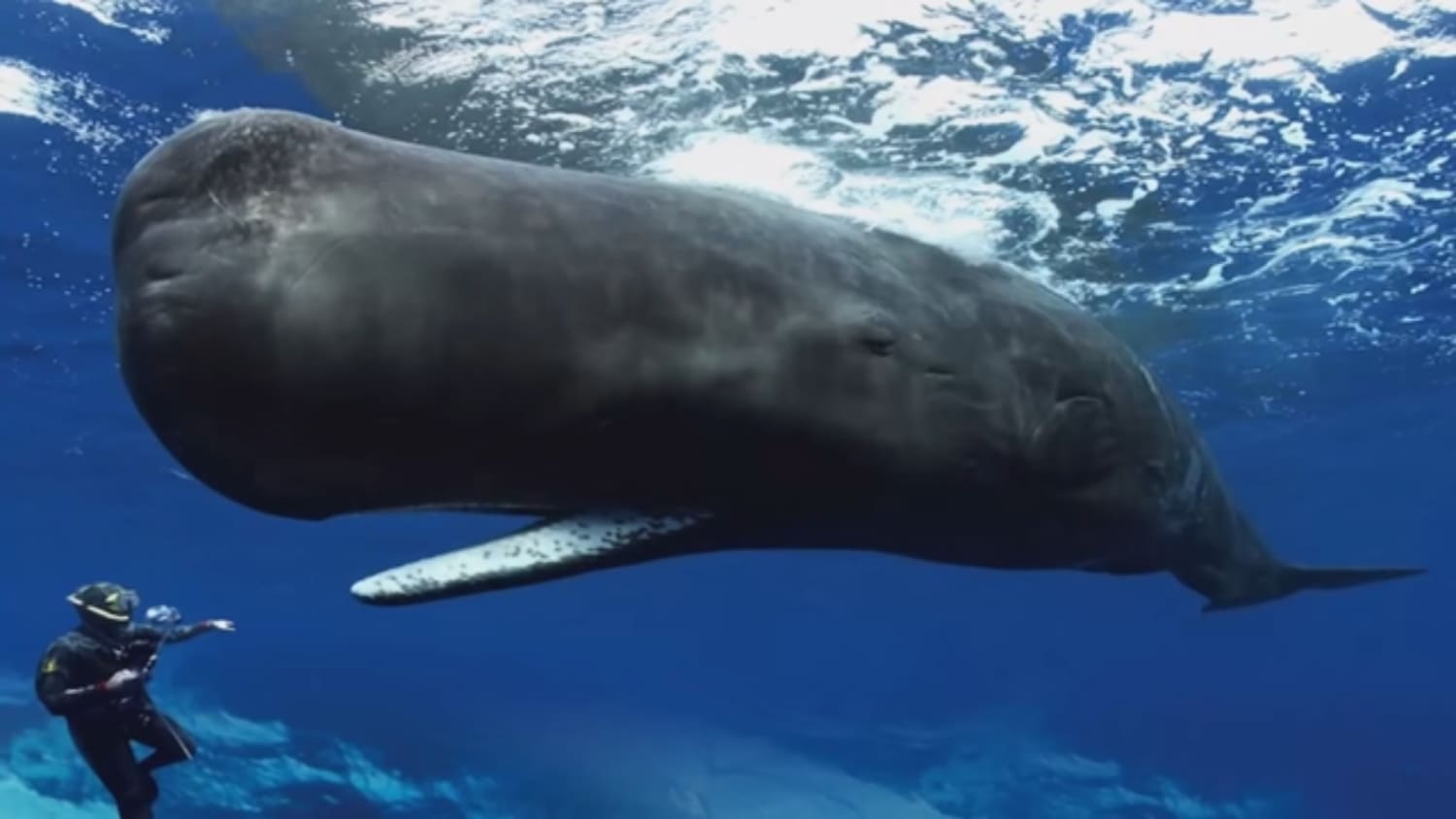 Terrified of sperm whales