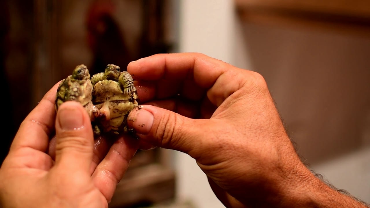 Twin baby African Sulcata Tortoises