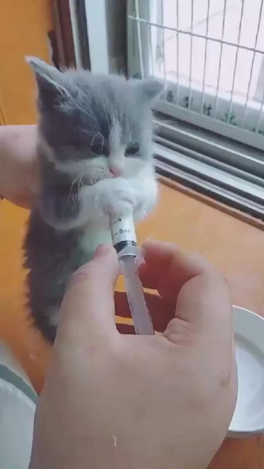 Cute Hungry Kitten