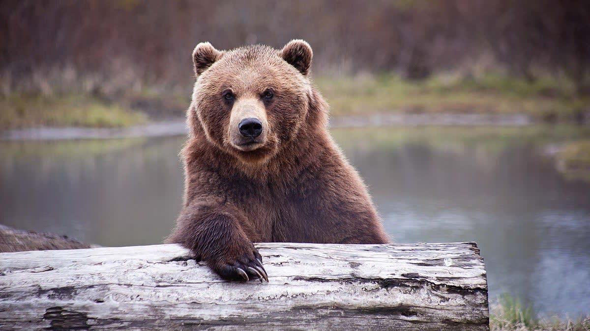 13 Myths About Bears That No One Should Believe