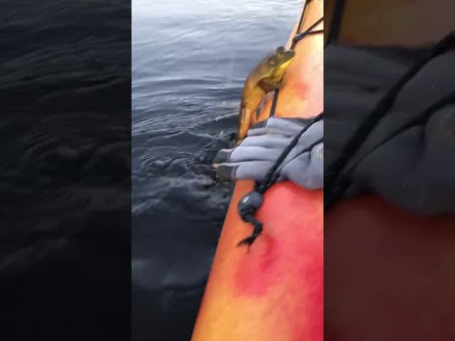 Frog Jumps Onto Kayak While Swimming By - 1127607