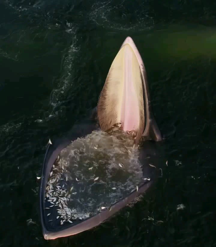 An Eden’s whale trap feeding.