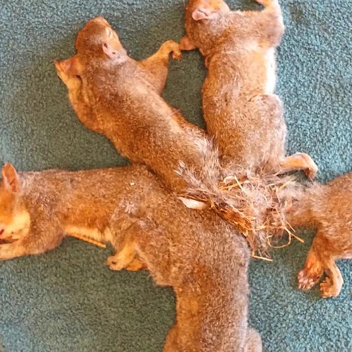 Baby Squirrels Tangled in Plastic Saved by Wisconsin Veterinarians