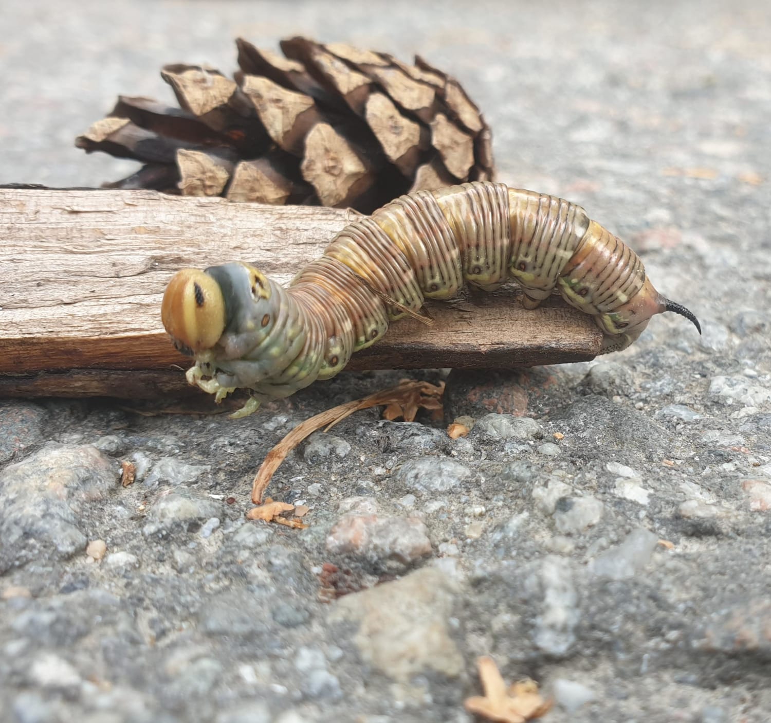 What's this caterpillar? Stockholm, Sweden. About 5 cm.