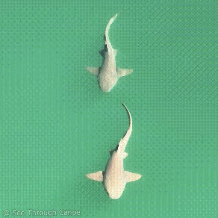 2 large sharks disappearing into the deep